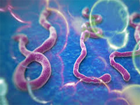 Ebola poses threat due to dense population’