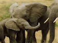 Elephant population goes up marginally