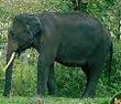 Gajah: securing the future for elephants in India - the report of the Elephant Task Force