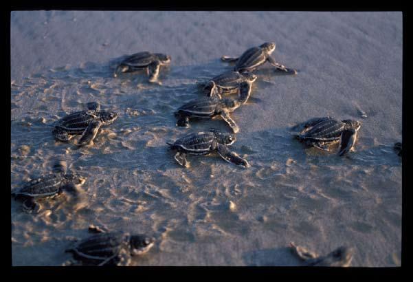 Critically endangered animal species of India