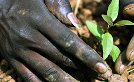 Green national accounts in India: a framework