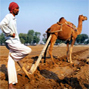 Rajasthan opens farm gates