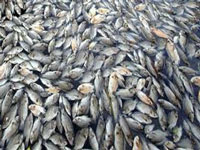 Fish prices double in five years; blame pollution, mangrove loss