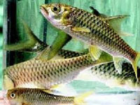 A first: Himachal breeds mahseer fish in hatchery
