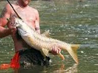 Himachal Pradesh propagating mahseer fish for conservation