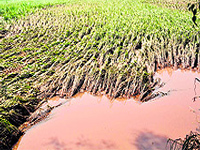 1500 hectares of paddy land washed away in Samba: Jamwal