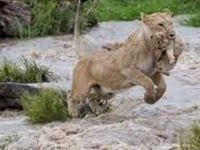 Assam floods: Pobitora sanctuary, habitat of one-horn rhinoceros, under water