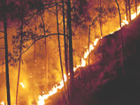 No effective method to assess loss of flora and fauna in forest fires