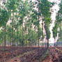 Guidelines for the use of REDD+ Social & Environmental Standards at country level