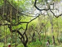 Dying rain trees back in bloom with folk remedy