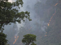Fresh forest fires in Uttarakhand destroy 180 hectares of green cover