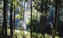 Draft policy on inspection, verification, monitoring and the overall procedure relating to the grant of forest clearances and identification of forests