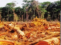 HC’s nod for auction of trees comes with a rider