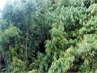 Environment ministry defines forests, legally