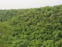 Andhra Pradesh has only 23 per cent forest area