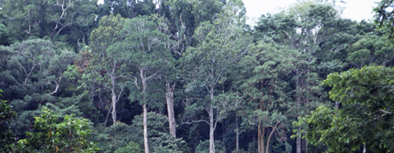 Report of the Comptroller and Auditor General of India on Compensatory Afforestation in India