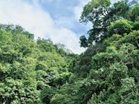 Thane housing complex geo-tags its trees, conducts green audit