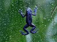 New species of 'see-through' frog discovered