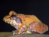 New frog species discovered in Goa