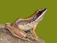 New species of tree frog discovered
