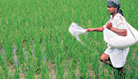 Farmers body welcomes move to put GM crop field trials on hold