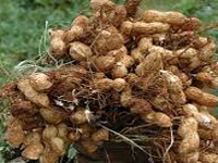 National Insurance cover for seven crops in Chhattisgarh
