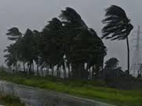 Five lakh trees to stop cyclone devastation