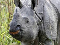 Year’s first rhino poached in Kaziranga