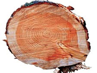 Civic body scraps proposal to cut 50 trees