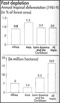 Fastest loss of forests in Asia