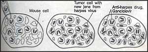 US scientist uses herpes virus  to fight brain tumours in rats  