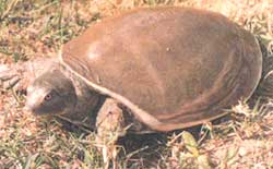Ganga officials turn to  turtle