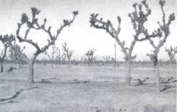 Trees in dry zone need protection