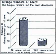 Neem curbs fungal carcinogens