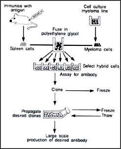 Laboratory made antibodies work miracles