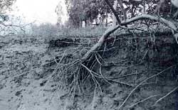 Large prawn fisheries damage the Sundarbans