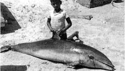 Dolphin kills may provoke US ban