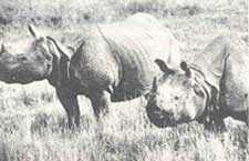 Rhino census