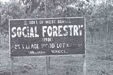 Private plantations urged on forest land