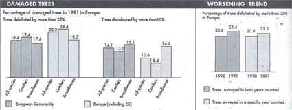 Pollutants take heavy toll of European trees