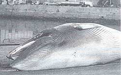 Norway defies international ban on whaling