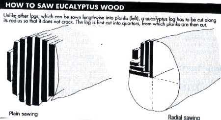 Making furniture from eucalyptus wood
