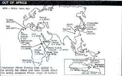 Where did Homo erectus first appear?