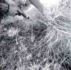 Grasses aren`t meant for cows alone