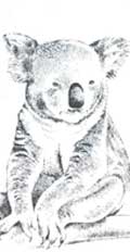 Koalas in danger