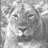 Relocating lions, cautiously...