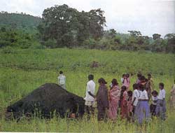 Rogue elephants in the backyard