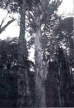 Tall tree tales
