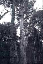 Tall tree tales