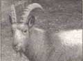 Piloting extinction